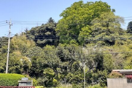 裏山イメージ